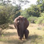 Scientists propose rethinking ‘endangered species’ definition to save slow-breeding giants