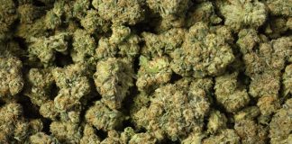 Recreational Weed Is Immediately Legal in New York