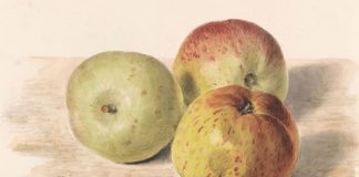 Apple-Picking Is Too Easy