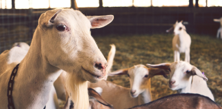 Connewarre children’s farm, restaurant plan returns – Bellarine Times – Bellarine Times
