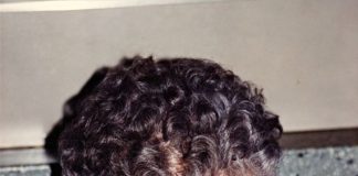 Before TikTok, There Was the Quilted Giraffe