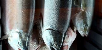Old Fish Is the New Steak
