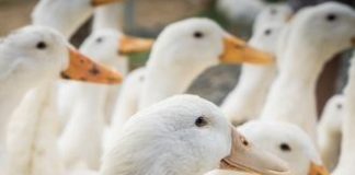 Bird Flu Is Wiping Out the City’s Duck Supply