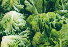 Everyone’s Worried About Cyclosporiasis — Except New York Restaurants