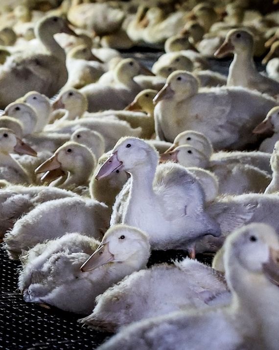 A Long Island Duck Farm Comes Back From the Brink